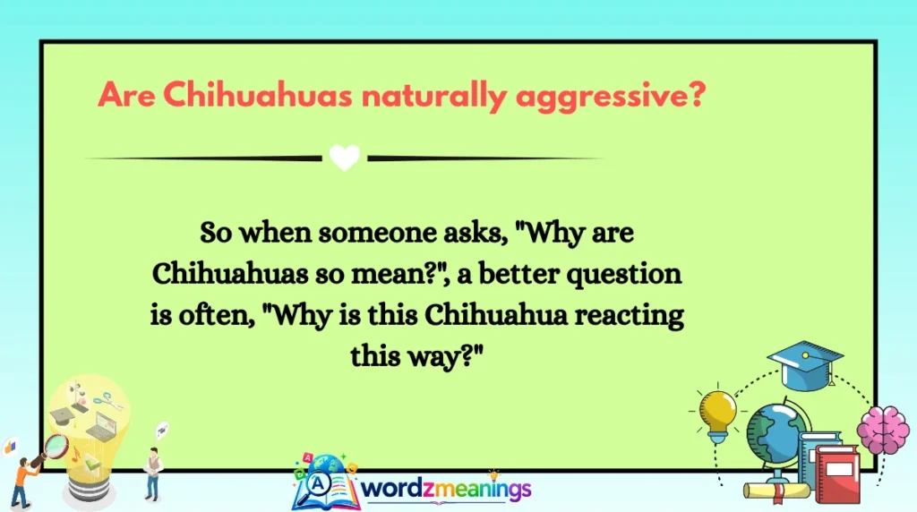 Are Chihuahuas naturally aggressive?