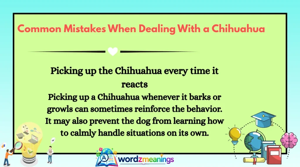 Common Mistakes When Dealing With a Chihuahua