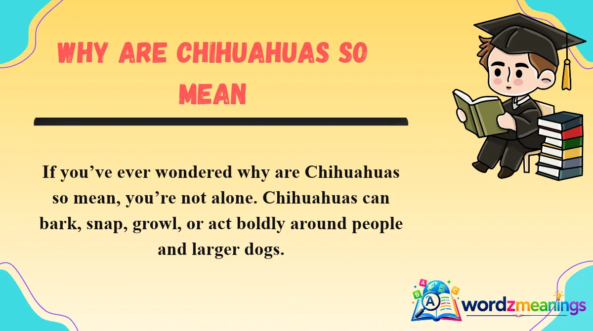 Why Are Chihuahuas So Mean